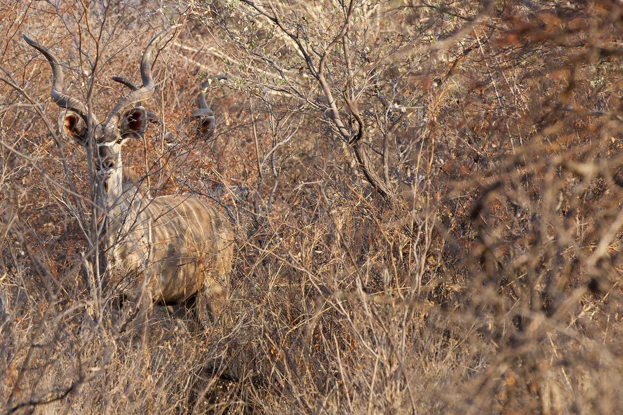 Gabus Game Ranch Villa Otavi Dış mekan fotoğraf