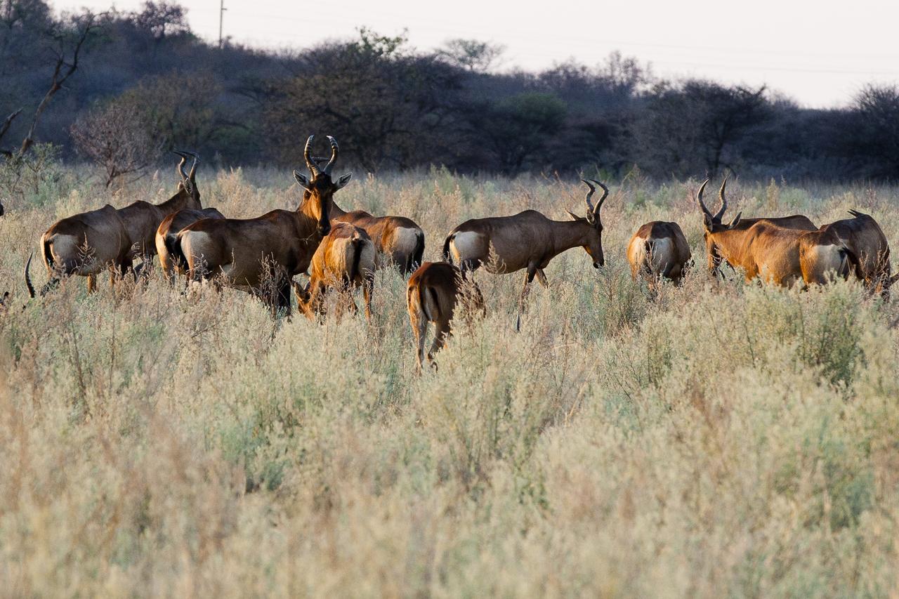Gabus Game Ranch Villa Otavi Dış mekan fotoğraf