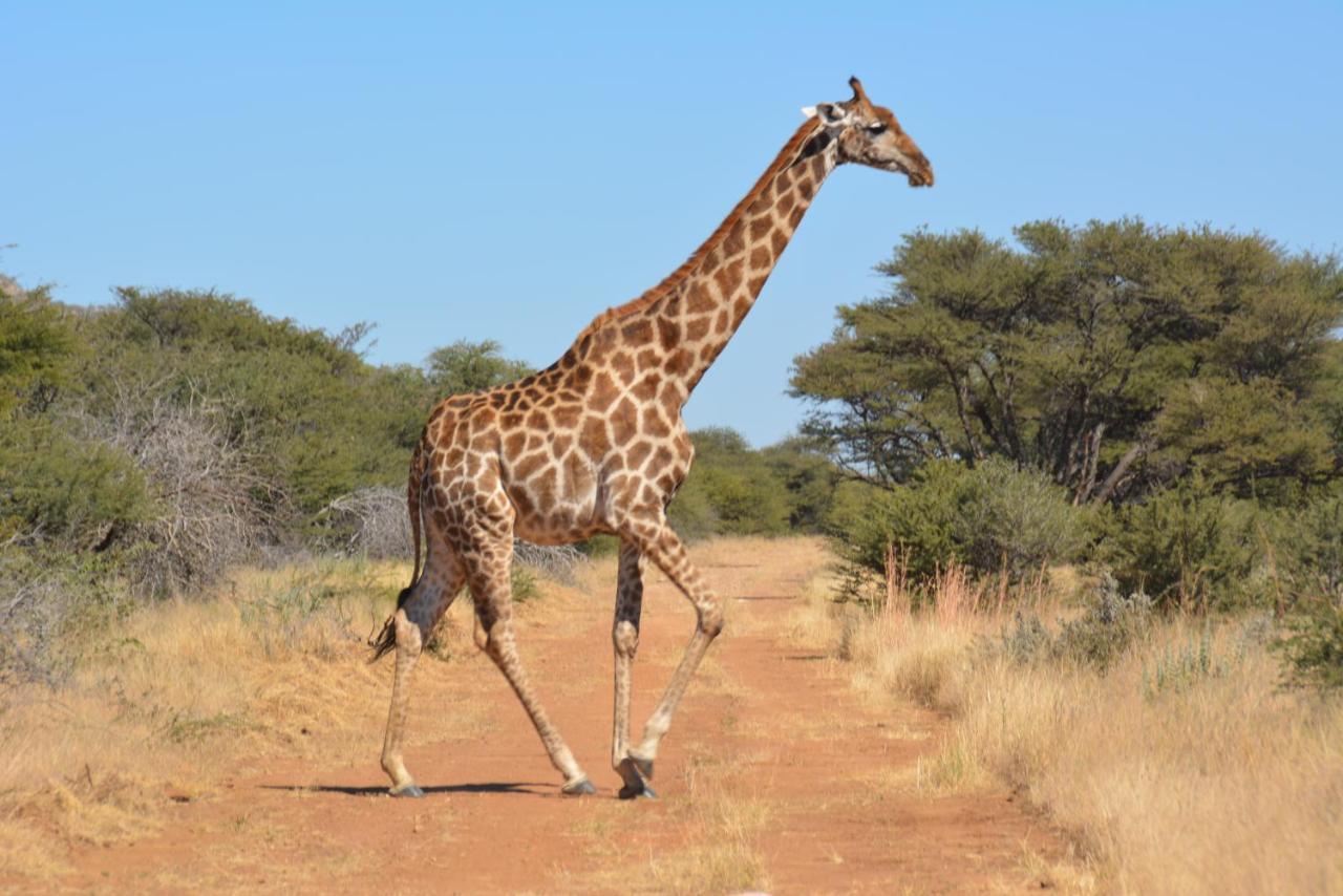 Gabus Game Ranch Villa Otavi Dış mekan fotoğraf