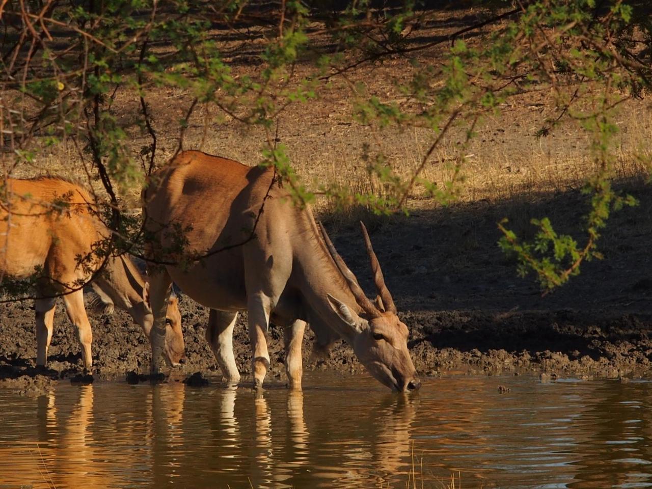 Gabus Game Ranch Villa Otavi Dış mekan fotoğraf